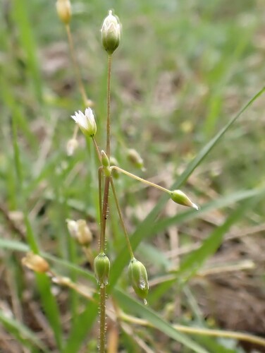 Jagged Chickweed