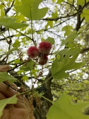 Callirhytis quercusoperator