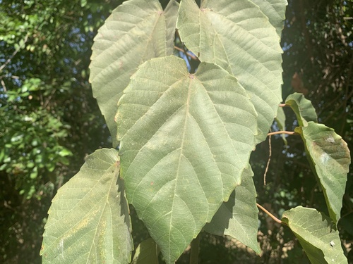 Alchornea cordifolia