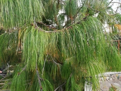 Pinus patula