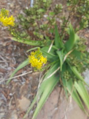 Bulbine latifolia