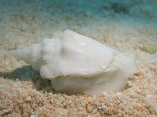 Ministrombus variabilis observed 2024-02-11