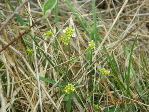 Draba hyperborea