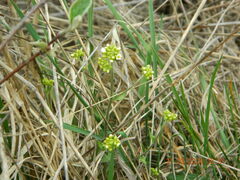 Draba hyperborea