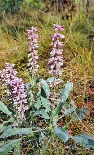 Image of Lupinus villosus by (c) JD Flores, some rights reserved (CC BY)
