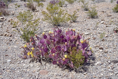 Opuntia aureispina, photograph 2