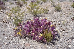Opuntia aureispina, photograph Michelle W. （鍾偉瑋）, CC BY, iNaturalist via GBIF