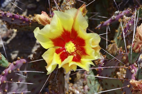 Opuntia aureispina, photograph 3