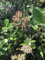 Viburnum carlesii