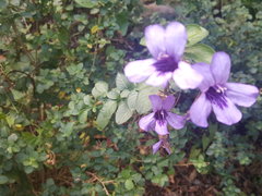 Dyschoriste thunbergiiflora