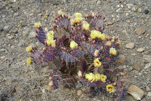 Rio grande pricklypear