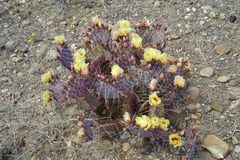 Opuntia aureispina, photograph Michelle W. （鍾偉瑋）, CC BY, iNaturalist via GBIF