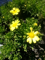 Euryops indecorus