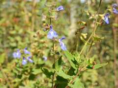 Salvia cuspidata