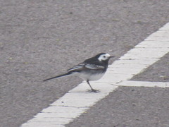 Motacilla alba