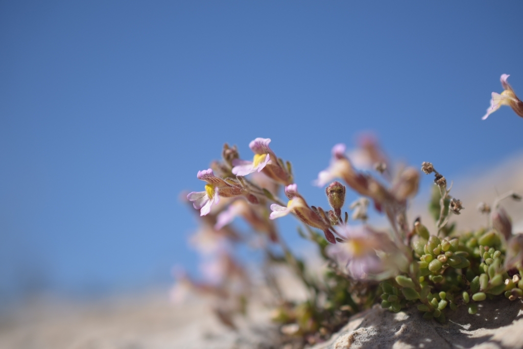 Malling Toadflax