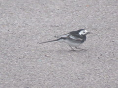 Motacilla alba