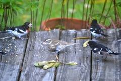 Pheucticus ludovicianus