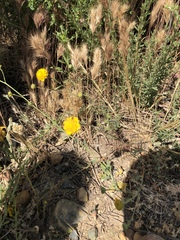 Chaenactis glabriuscula