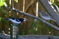 Pheucticus ludovicianus