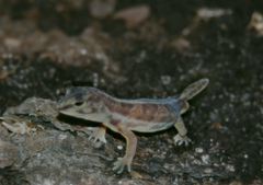 Holodactylus africanus