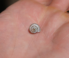 Praticolella berlandieriana