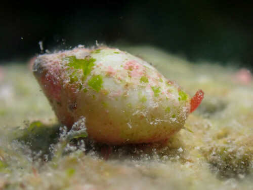 Euplica deshayesii observed 2024-03-15