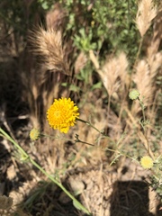 Chaenactis glabriuscula