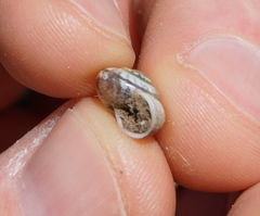 Praticolella berlandieriana