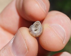 Praticolella berlandieriana