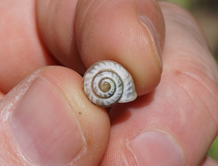 Praticolella berlandieriana