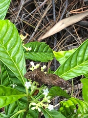 Ephyriades brunnea floridensis