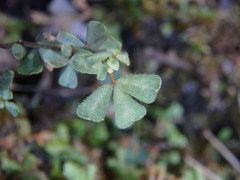 Lotus tetraphyllus