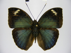 Bebearia barce maculata