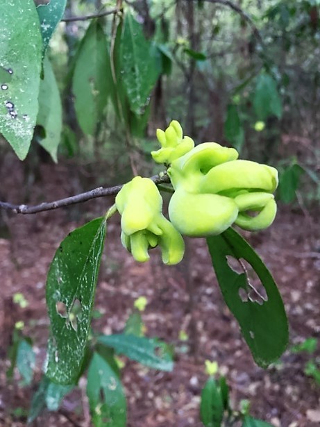 Sweetleaf Gall
