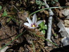 Romulea columnae