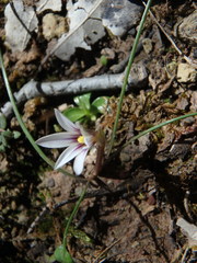Romulea columnae