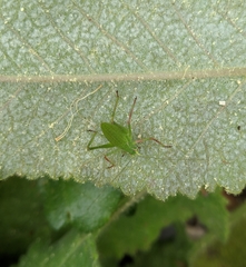 Platylyra californica