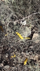 Prosopis strombulifera