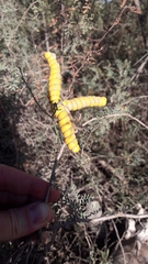 Prosopis strombulifera
