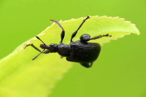 Birch Leaf-rolling Weevil, Vriescheloo, Nederland, photo 10 of 10