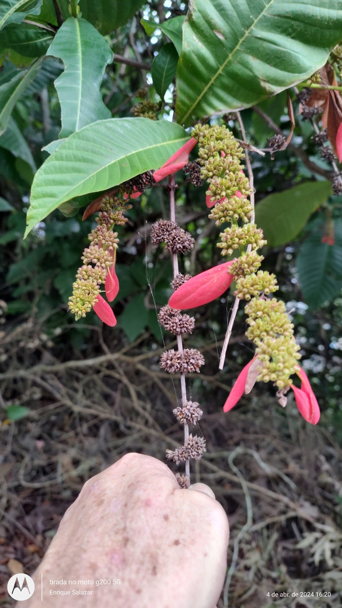 Warszewiczia coccinea