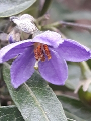 Solanum nitidum