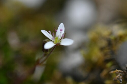 Image of Sabulina verna by (c) Kian Hayles-Cotton, some rights reserved (CC BY)