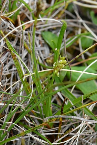 Image of Carex capillaris by (c) Kian Hayles-Cotton, some rights reserved (CC BY)