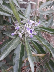Solanum nitidum