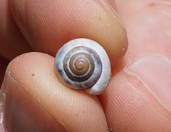 Praticolella berlandieriana