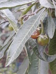 Solanum nitidum