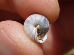 Praticolella berlandieriana