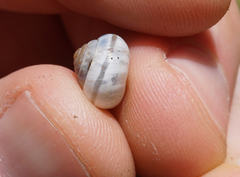 Praticolella berlandieriana